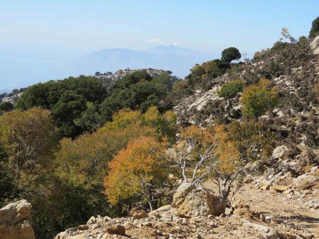 Foto 7: Formazione a Quercus coccifera, Acer sempervirens e Z. abelicea. Protolitsà, Dikti Mts. – Central Crete